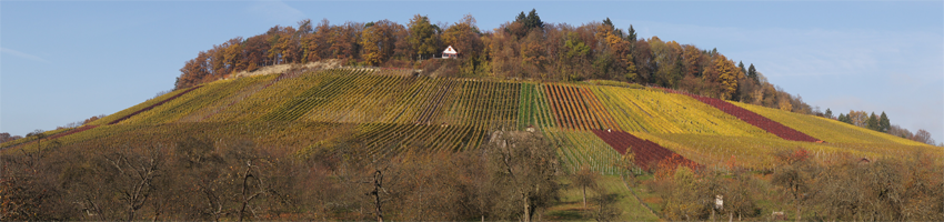 Panorama der herbstlich verfärbten Weinberge rund um Affalterbach