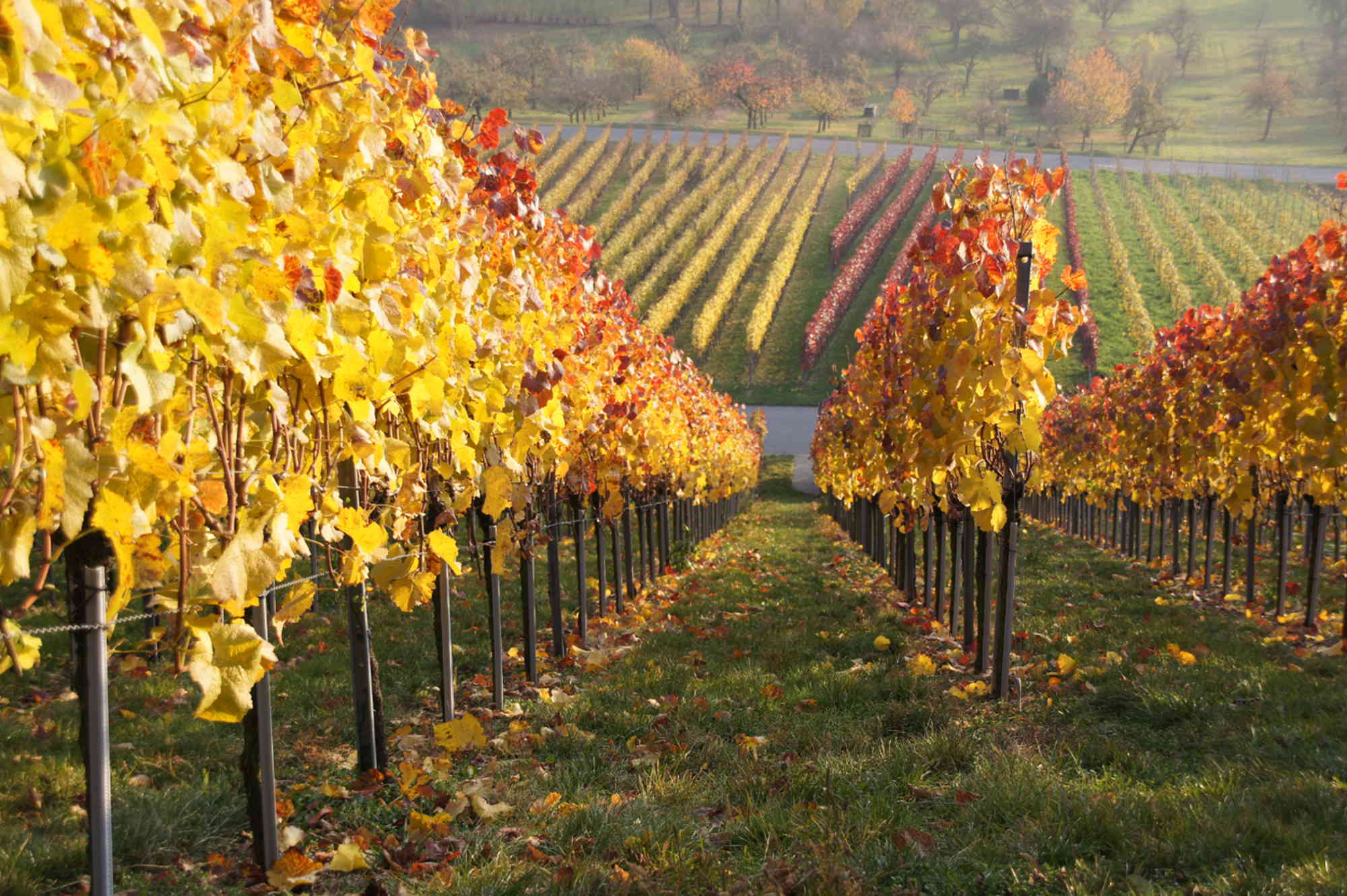 Herbstlich gefärbte Rebzeilen der Weinberge in Affalterbach